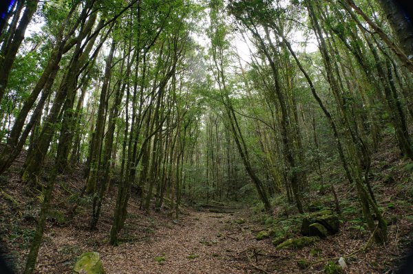 臺中 和平 橫嶺山、沙蓮山、笛吹山2974940