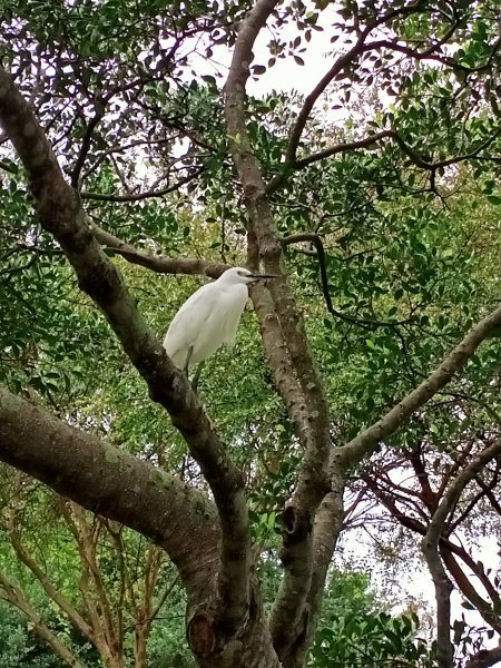 大湖公園《門庭若市》1903727