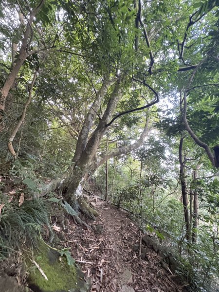 20251025南化龍湖寺至紫竹寺O繞(石松子山.大竹崙山.竹子尖山)2925080