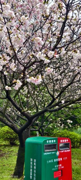 陽明山趴趴走 - 賞櫻花 3/72729259