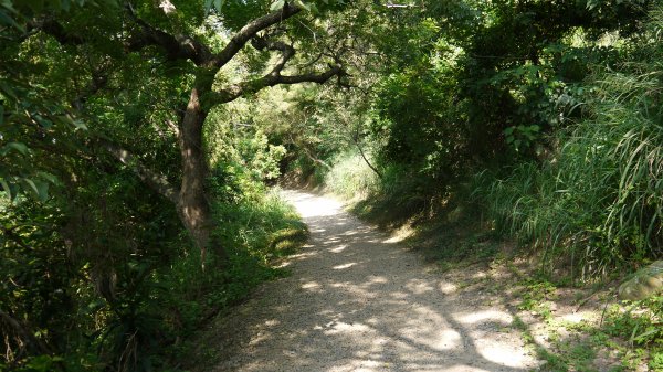 二訪鐵砧山登山建行趣(小百岳38號)1623149