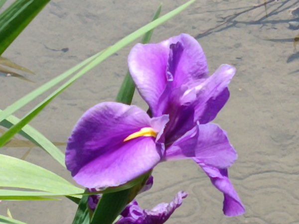 石門區嵩山百年水梯田鳶尾花祭+阡陌步道2763533