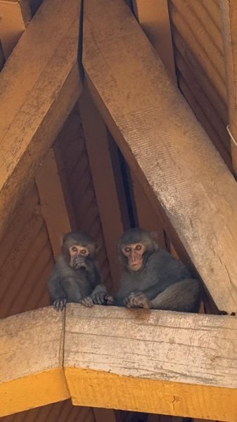 20260217 小百岳壽山3003035