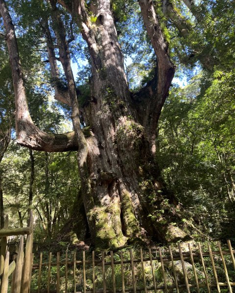 [皮皮獅探險隊-11/10] 2025_1010 隱藏任務–司馬庫斯神木群步道2912307