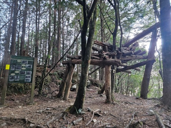 20250112八眉阿2688339