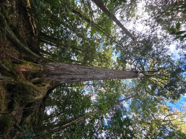 大雪山國家森林遊樂區賞楓／看神木／賞雪白山頭／賞大景2974300