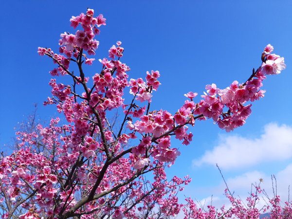 最美浪漫櫻花道 • 賞花微旅行802296