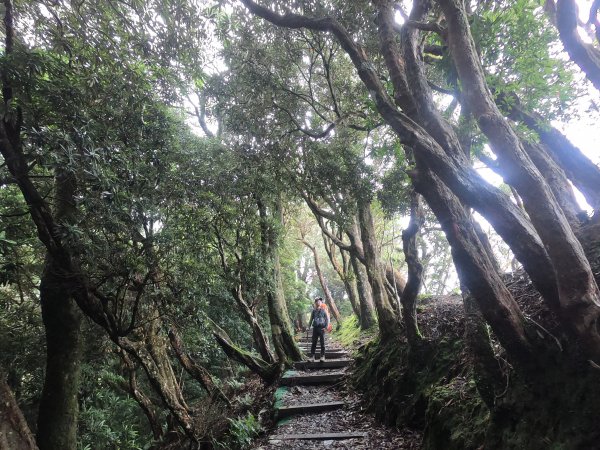 【山系野遊】北大武山步道