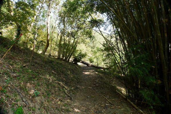 苗栗 卓蘭 白布帆山2967914