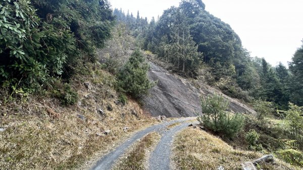 裡冷林道上八仙山標準路線2051842