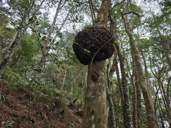 東卯山／東卯山西峰+賞山櫻花2716005