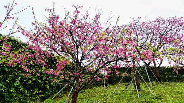 《青玉案・樂活櫻雲照水》2709177
