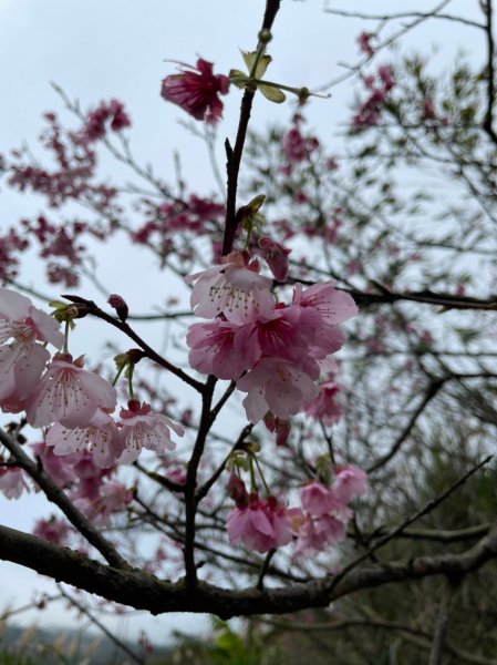 平菁街42巷櫻花1585390