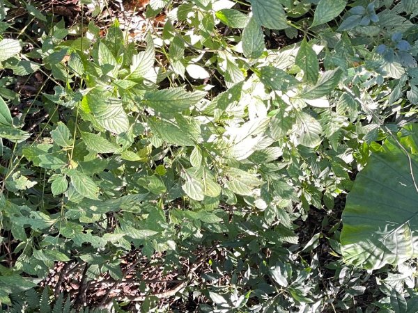 東眼山 自導式步道 三角點2975870
