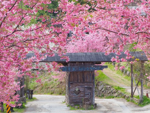 [新竹]司馬庫斯神木步道527178