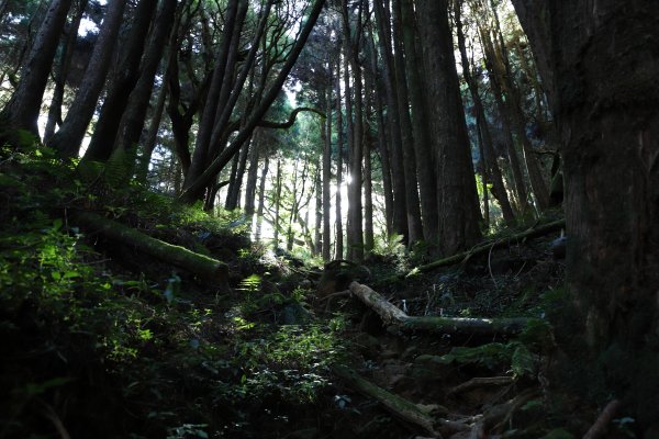 阿里山三霞 -- 楠梓仙溪左岸 南霞山1490246