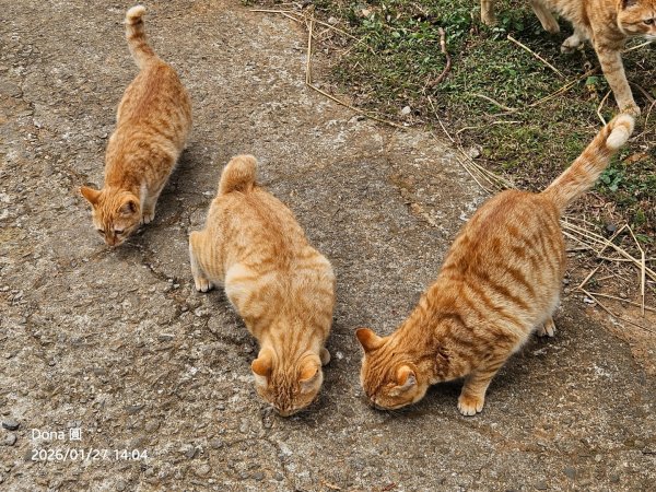 20260127三通嶺山.三義山(大桁茂山).慈濟山.大坪山大O走2989989