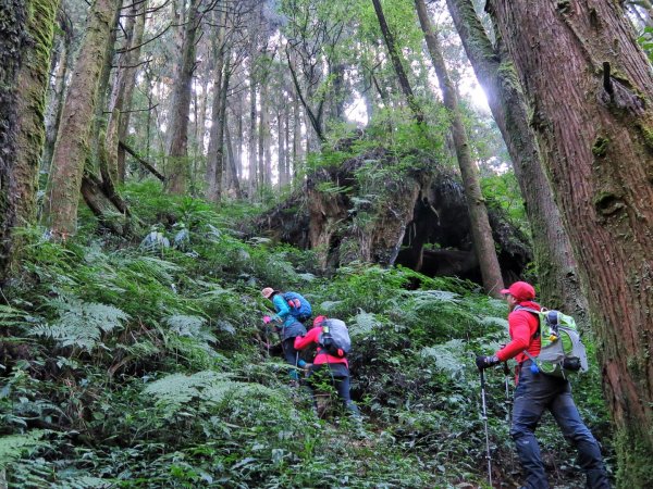 金柑樹山-嶺頭山-忘憂森林 P型連走1218955