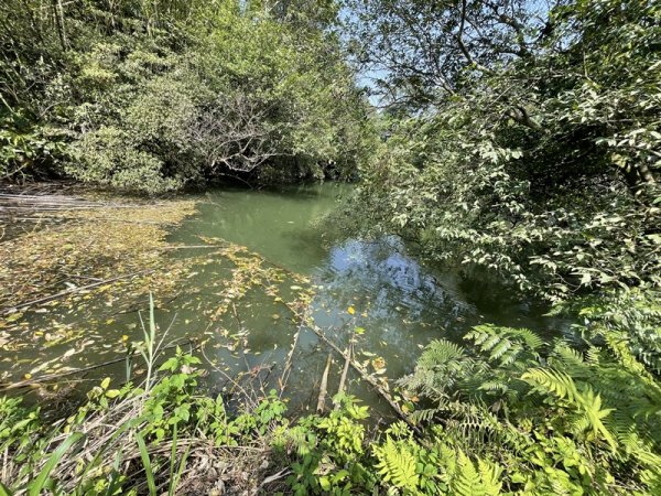 魚猴13連峰2757356