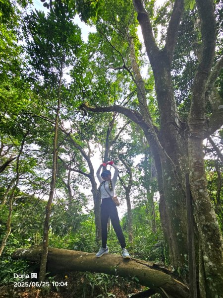 大溪大九芎步道上小百岳溪洲山(H577m)2844301