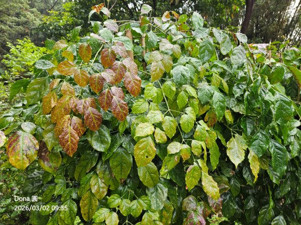 20260302忠義山.小坪頂山.貴子坑山大O走3009792