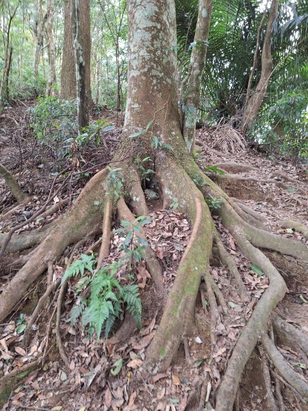 樟之細路RSA45(協雲宮至沖庫山來回)+和興山202501312702849