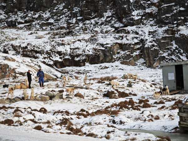 [紐約馬之行-32] 2025_1106 格陵蘭犬2947921