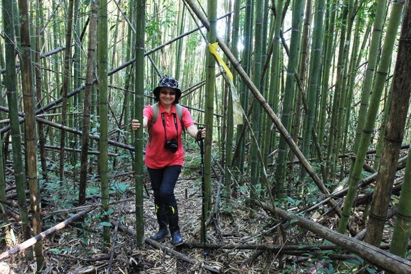 屯野生台山、石麻達山連走497625