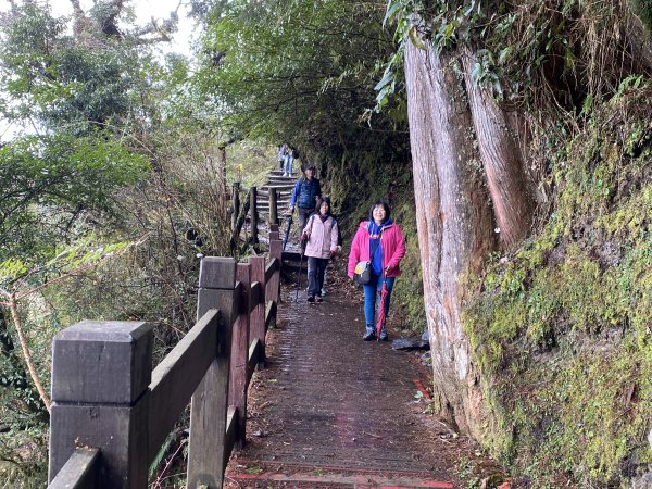 樂山林道檜山巨木群1575693