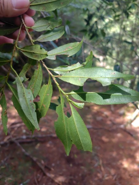 巒安堂、西巒大山2931654