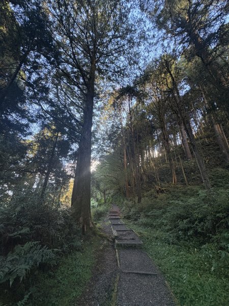 20251225塔山步道(大塔山)2970278