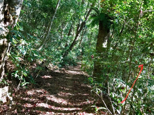 埔里關頭山走舊武界越山502384