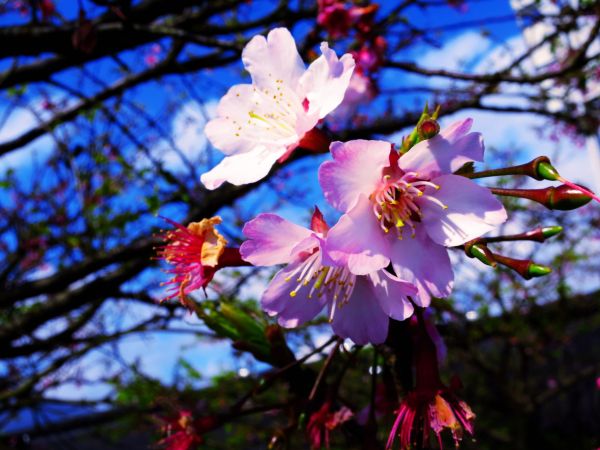 季節限定：2017陽明山平菁街櫻花開115320