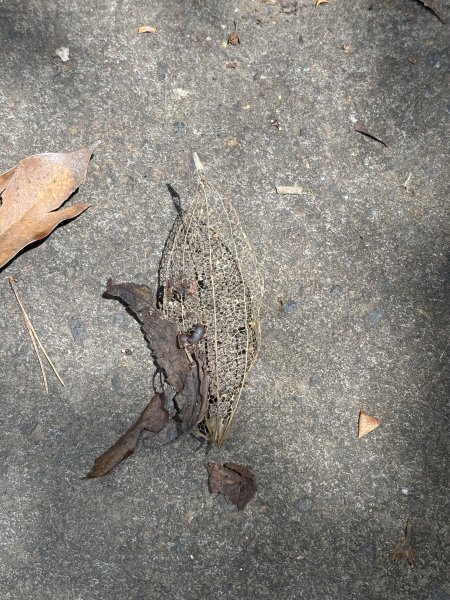 陽明山東西大縱走-西段3016195