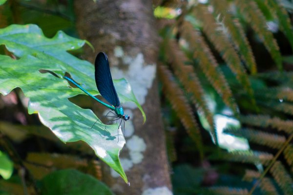 2024-08-22 澀水森林步道2578485