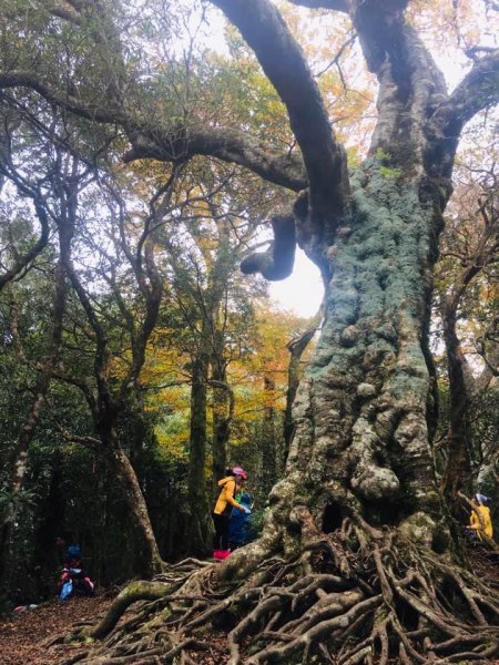 期間限定、北得拉曼神木、內鳥嘴山毛櫸、巨木、雲海、瀑布1924442