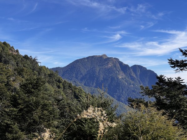 雪山東峰下山賞櫻 2024/2/17-182432700