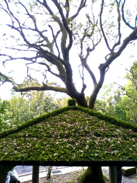 七星山主東峰苗圃線852317