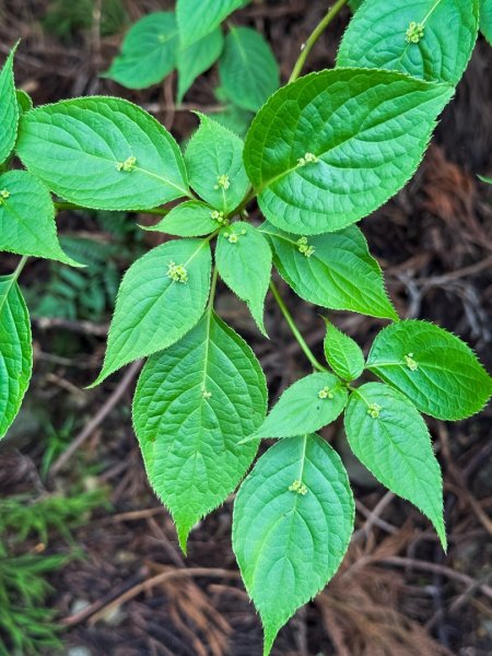 鵝公髻山-迷霧森林2768528