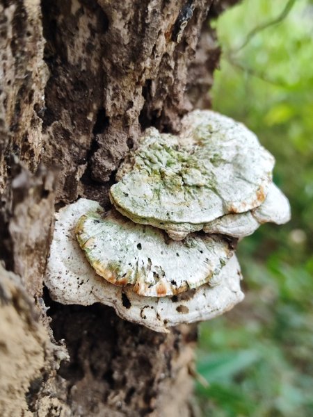 飛沙龍逆走2988859