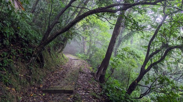 金字碑古道,大粗坑步道2518872