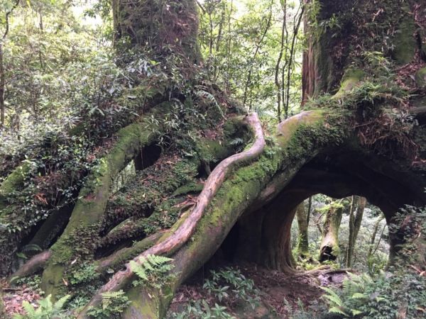 桃園新北-北插天山O型291766