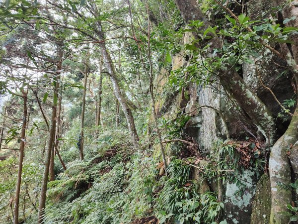 20240107而完窩山蓮包山O型2424342