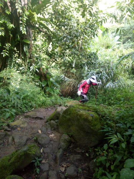 溪頭鳳凰山南鳳凰山天文台O型走+集集大山1886855