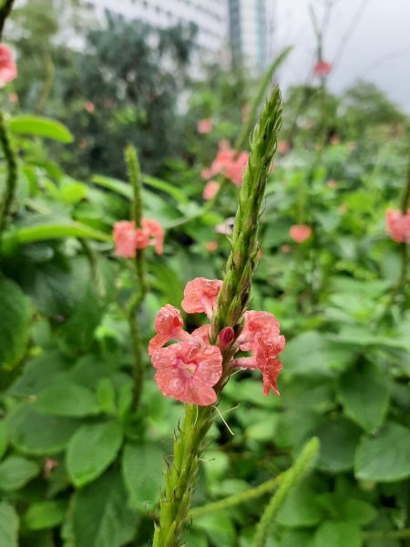 大安森林公園、國家攝影文化中心792850