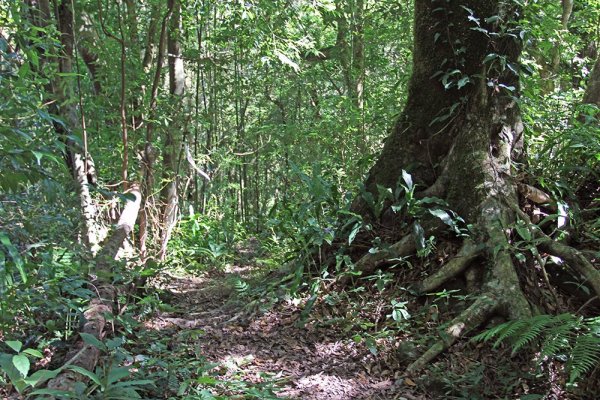 尖石魯壁山東穗山O型451993