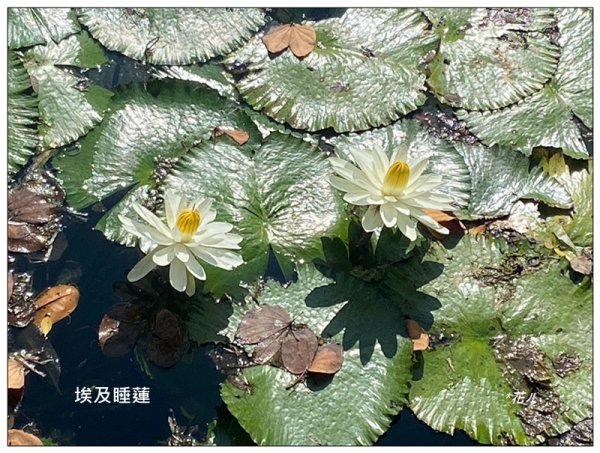 台中公園基石 (砲台山三角原點)2992168