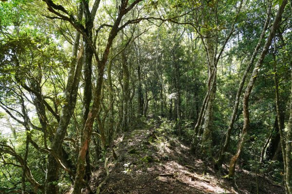 新竹 五峰 油羅山、霞山2798257