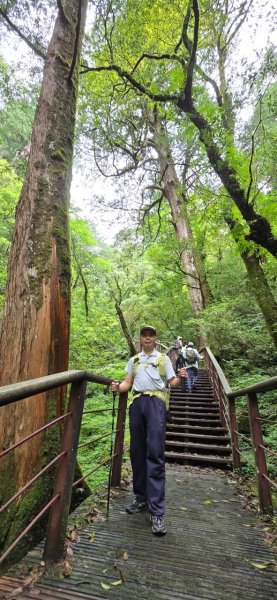 拉拉山巨木步道-塔曼山步道_202407022569680