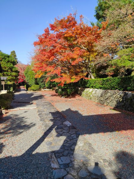 【海外健行】保津川-嵐山竹林- 天龍寺-常寂光寺1939356